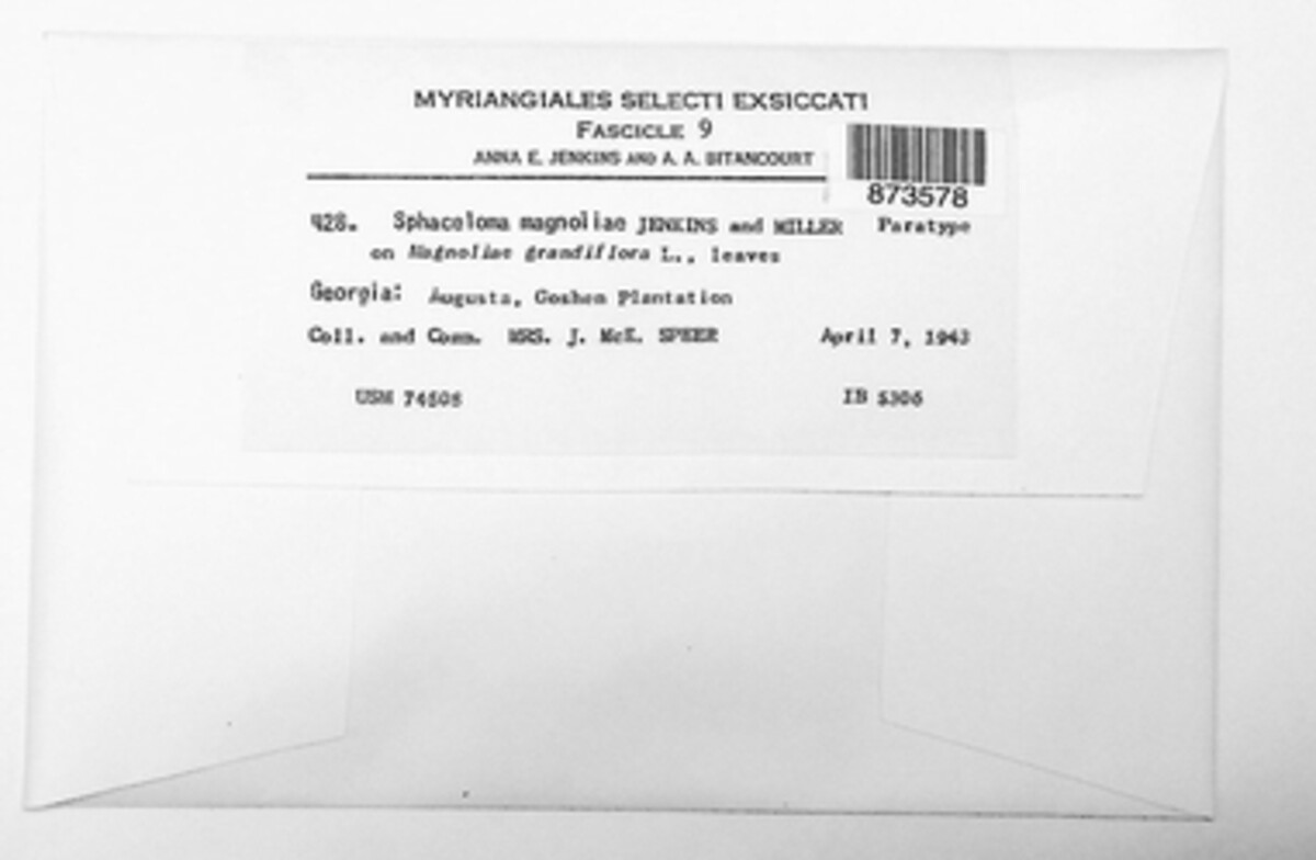Elsinoe magnoliae image